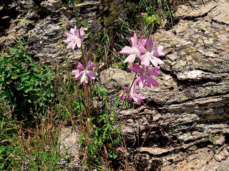 Malva alcea